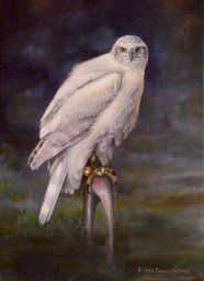 Northern Goshawk